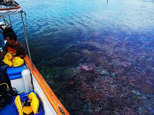 Beautiful coral reefs, you can see them even from above the water...