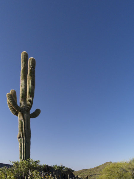 Saguaro